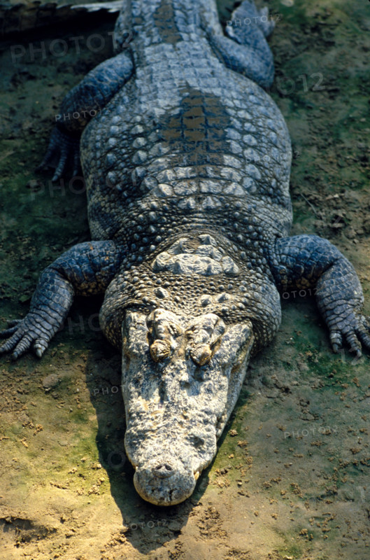 THAILANDE FAUNE SAUVAGE