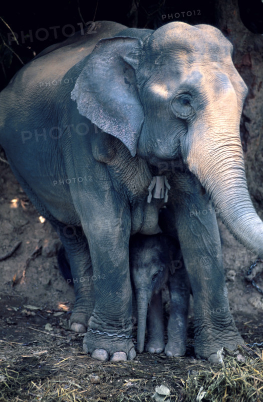 THAILANDE FAUNE SAUVAGE