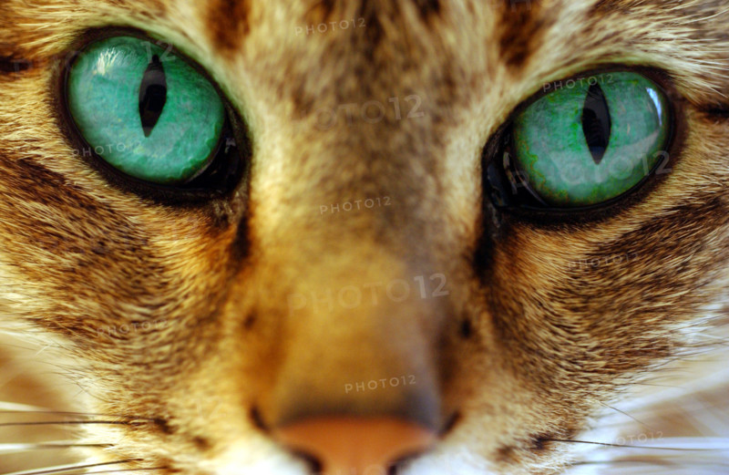 FRANCE ANIMAUX