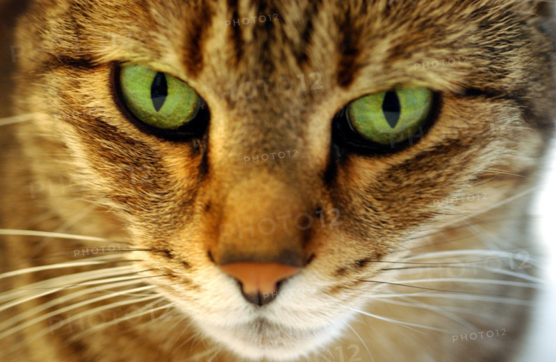 FRANCE ANIMAUX