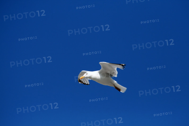 FRANCE ANIMAUX