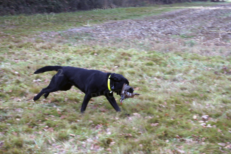Chasse - France - Petit gibier
