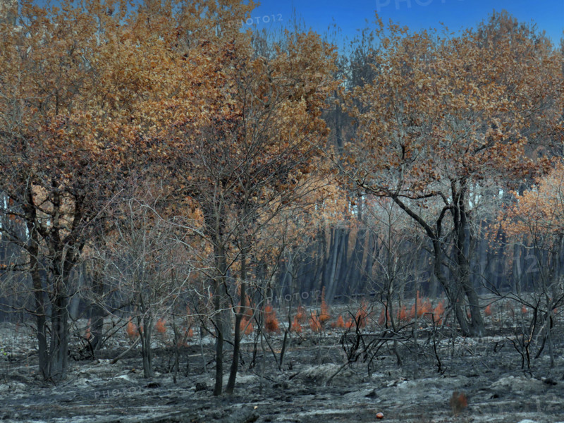 France - Gironde - Incendies été 2026
