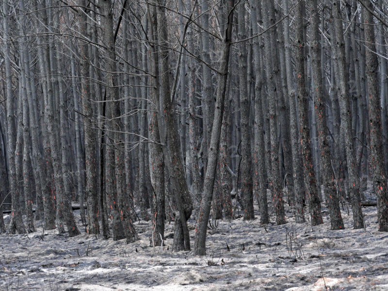 France – Gironde – Summer 2026 wildfires