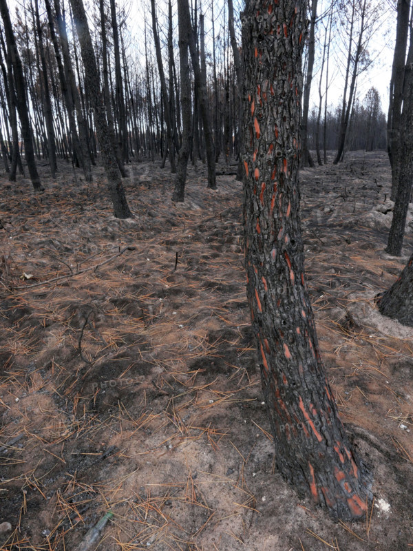 France - Gironde - Incendies été 2026