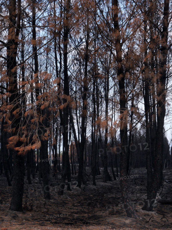 France – Gironde – Summer 2026 wildfires
