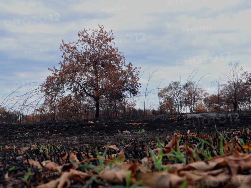 France – Gironde – Summer 2026 wildfires