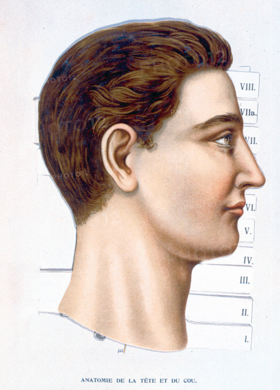Human body, the head and the neck, representation from the late 19th century
