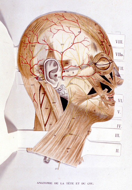 Human body, the head and the neck, representation from the late 19th century