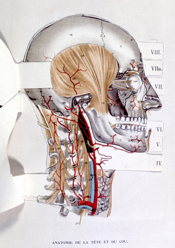Human body, the head and the neck, representation from the late 19th century