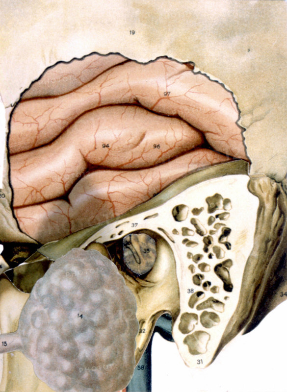 Human body, the ear, representations from the late 19th century