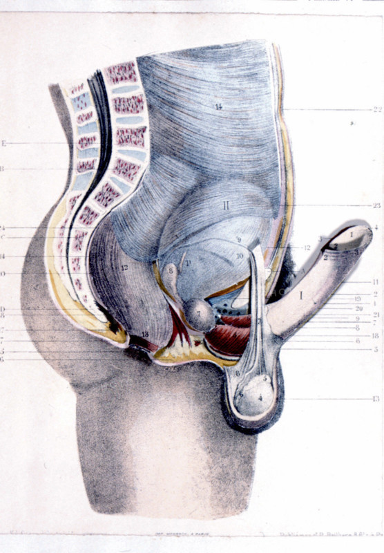 Human body, the man, representation from the late 19th century