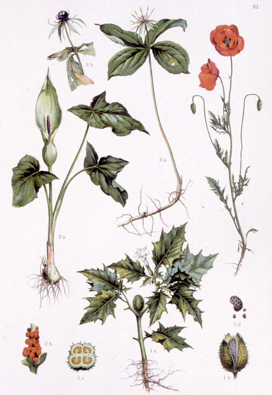 Plantes médicinales vénéneuses, représentations de la fin du XIXe siècle