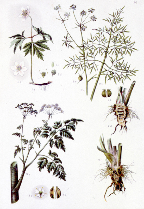 Poisonous medicinal plants, representations from the late 19th century