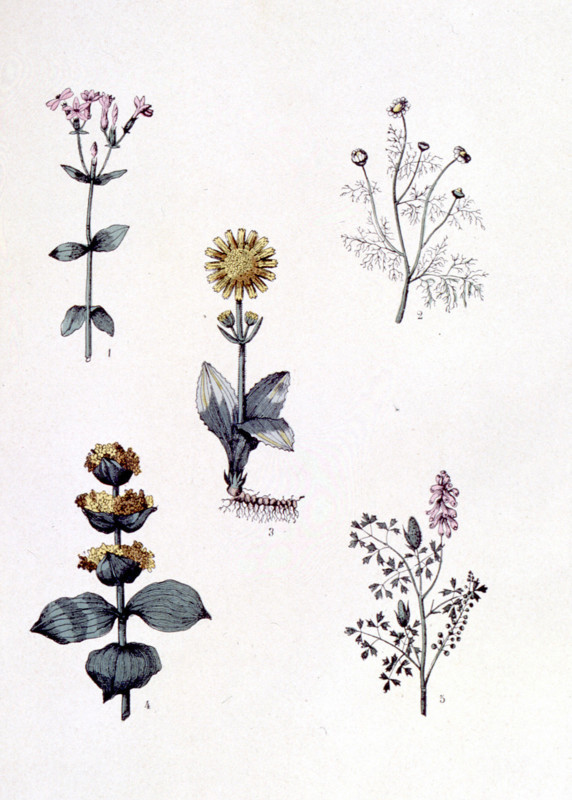 Common medicinal plants, representations from the late 19th century