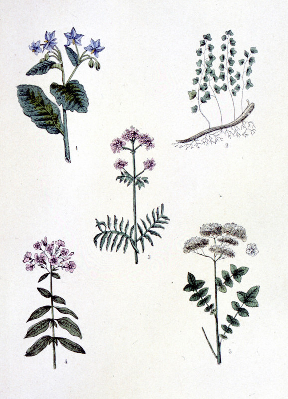 Plantes médicinales usuelles, représentations de la fin du XIXe siècle