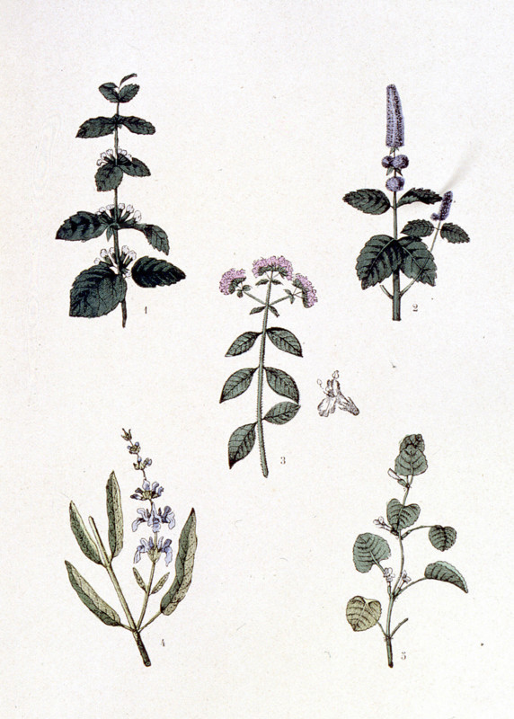 Common medicinal plants, representations from the late 19th century