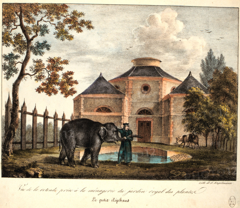 Menagerie at the Jardin des Plantes, the little elephant