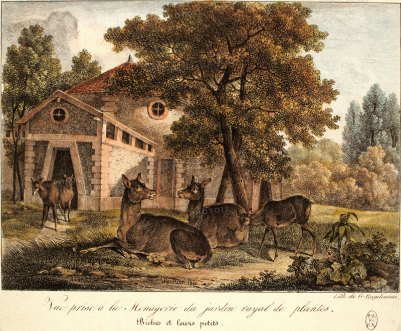 Biches et leurs petits, dessin de Saunier