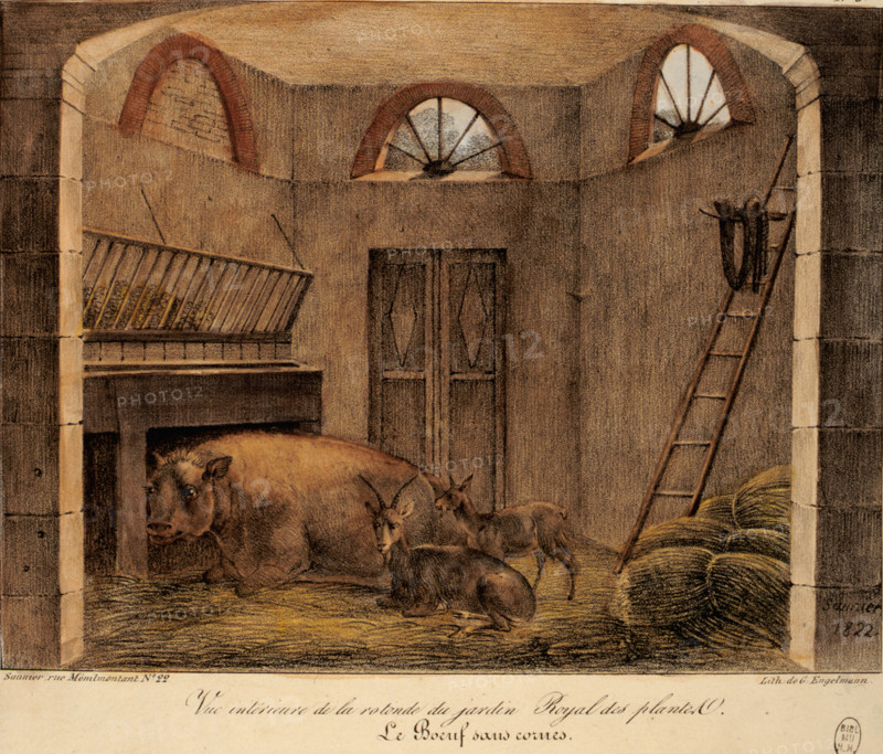 Saunier, interior of the Jardin des Plantes rotunda, ox  without horns