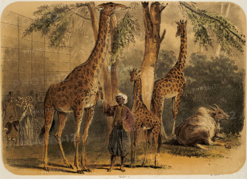 Jardin des Plante, ruminants rotunda
