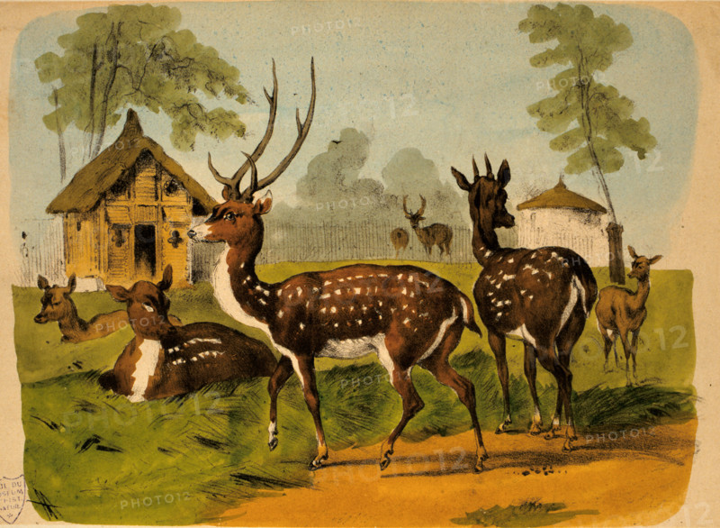 Cerfs et biches, le jardin des plantes, dessin de Adam