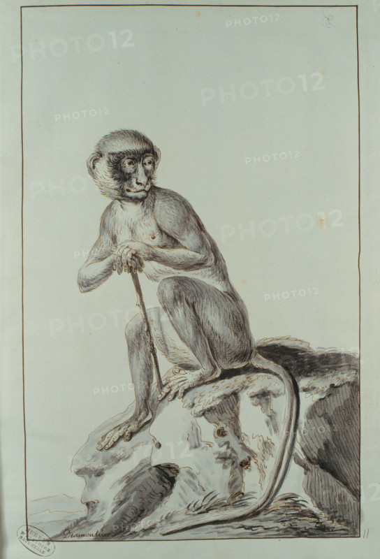 Desmoulins, singe