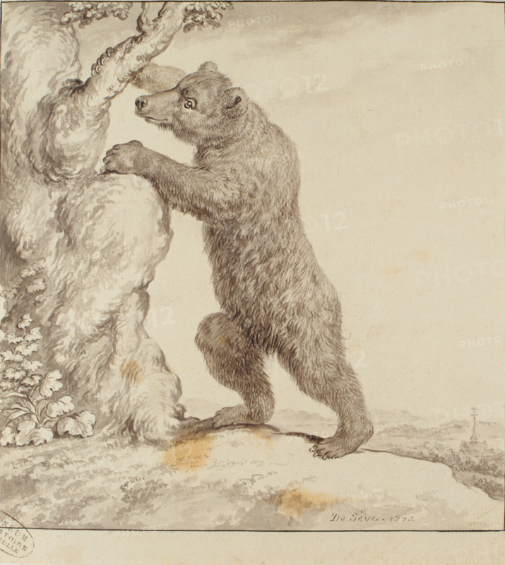 Ours, drawing by Seve