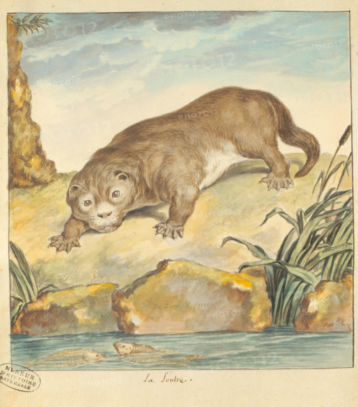 Seve, loutre