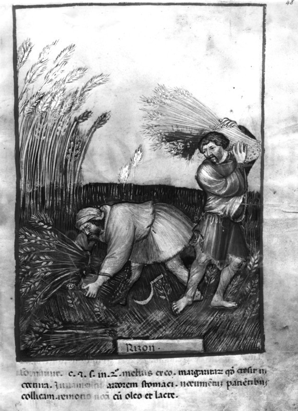 Moisson du riz