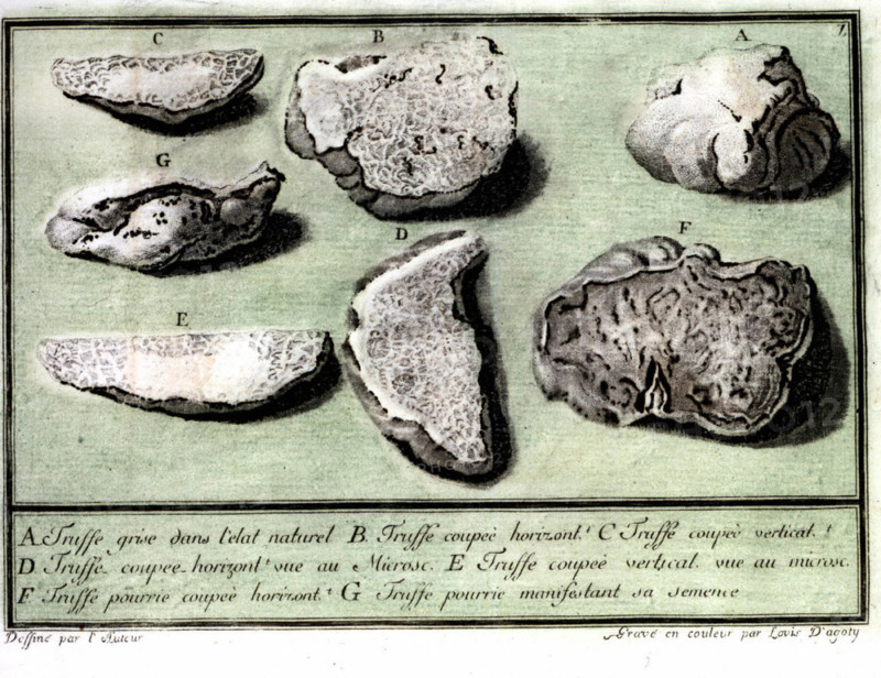 Gravure by Louis Gautier d'Agoty : truffles