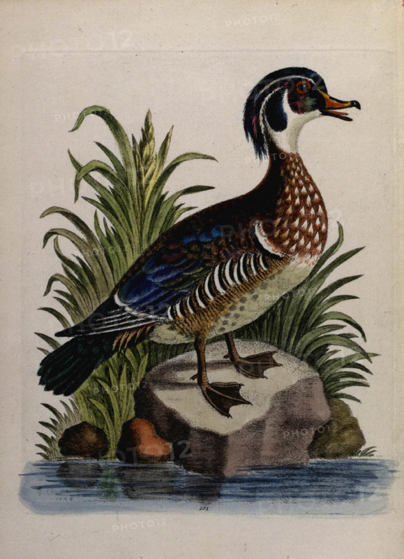 Bird in"a natural History of uncommon birds and of some other rare and undescribed animals..."