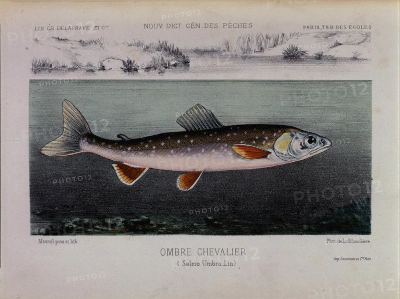 Illustration de A. Mesnel, ombre chevalier