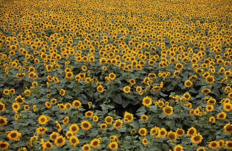 Sunflowers field
