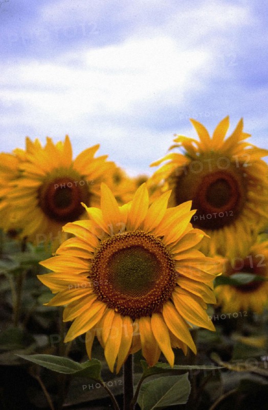 Sunflowers