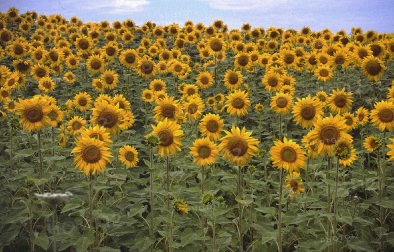 Sunflowers field
