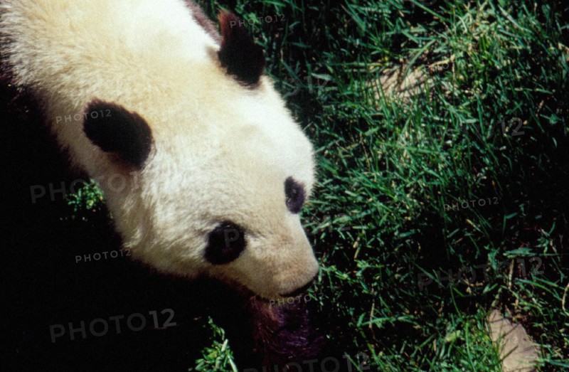 Panda géant, zoo de Beijing/Pékin