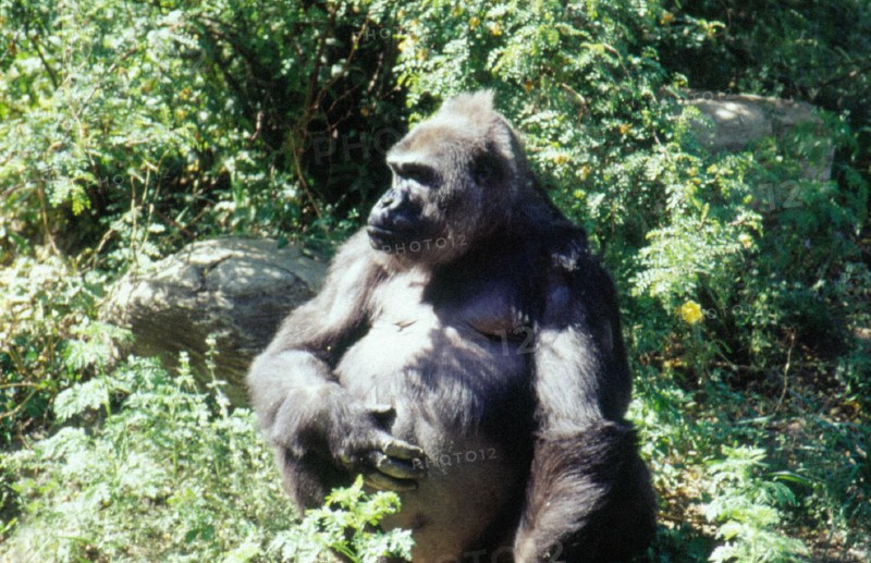 Gorilla, Beijing/Peking Zoo