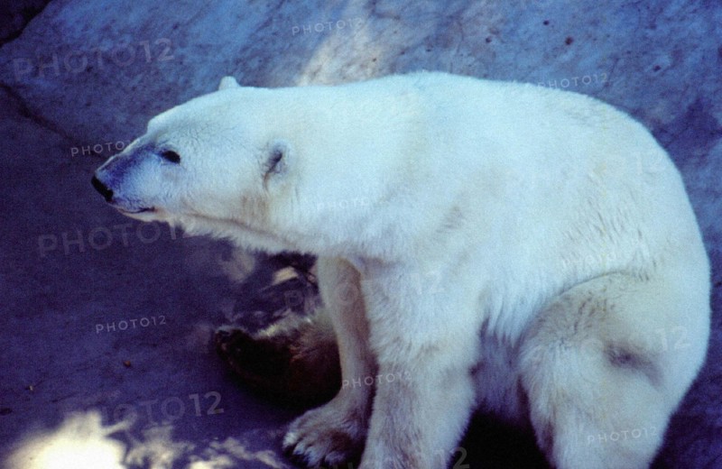 Polar Bear, Beijing/Peking Zoo