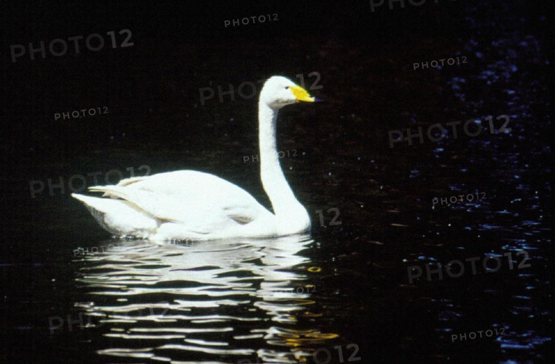 Cygne, zoo de Beijing/Pékin