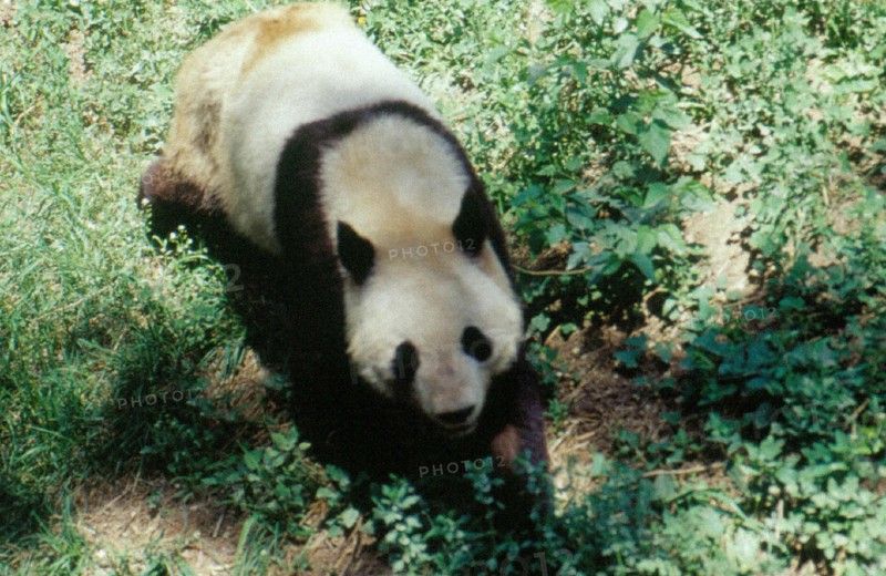 Panda géant, zoo de Beijing/Pékin