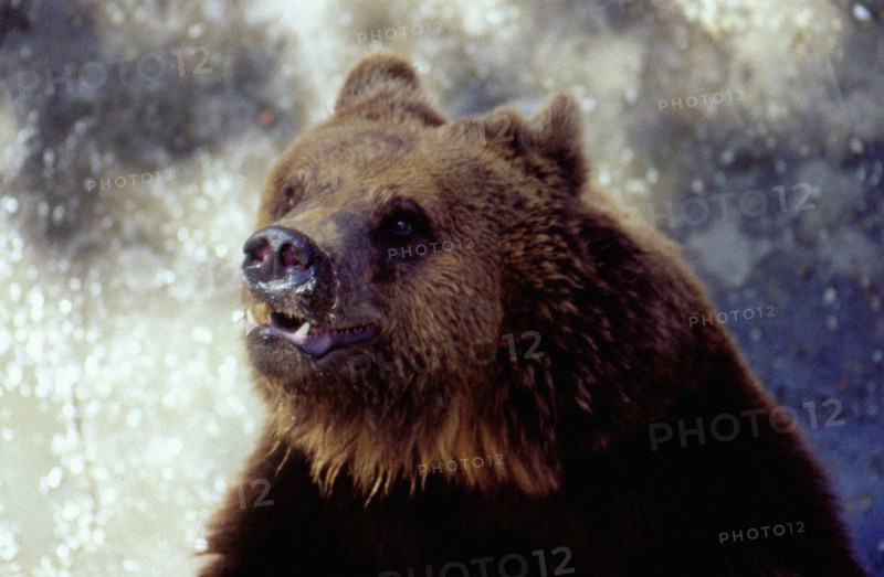 Brown Bear at the Beijing Zoo