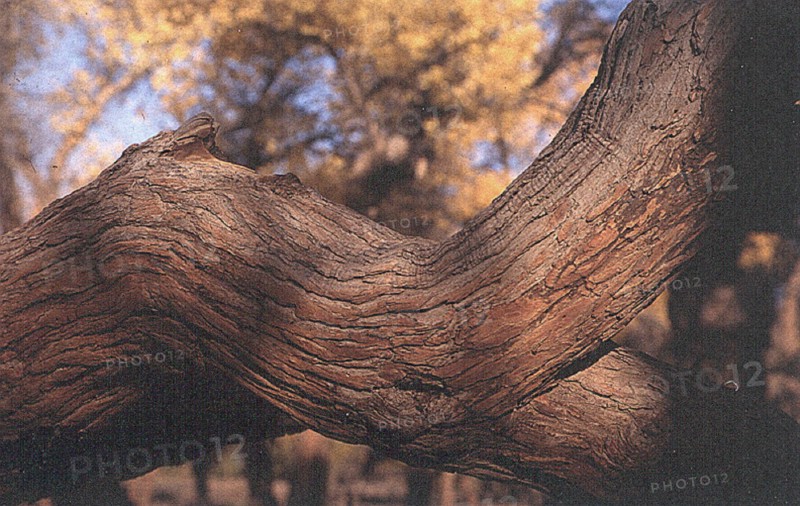Diversiform-leaved Poplars, Euphrasia Polars, Populus Euphratica Oliv
