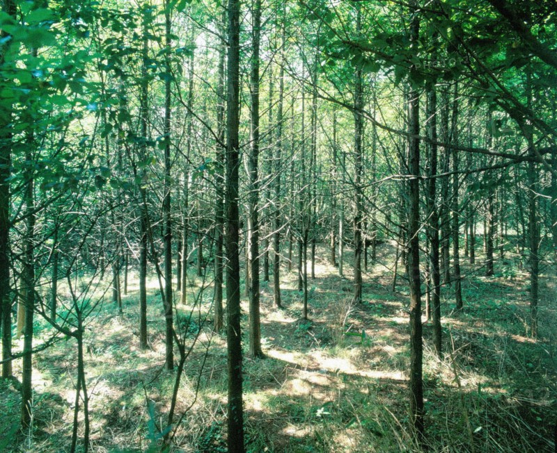 Woods