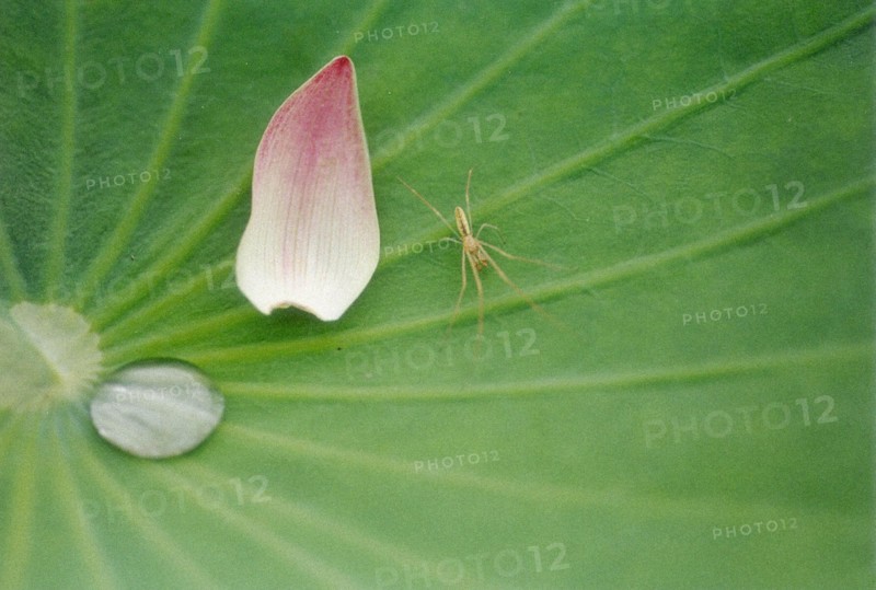 Lotus
