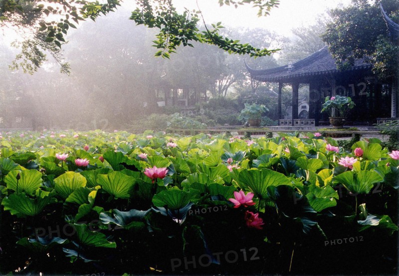 Lotus Pool in the Morning, Humble Administrator's Garden, Suzhou