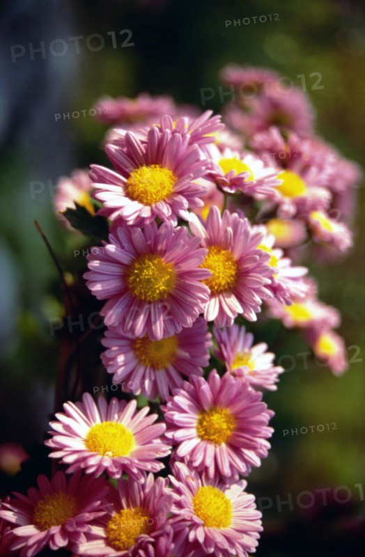 Chrysanthemum