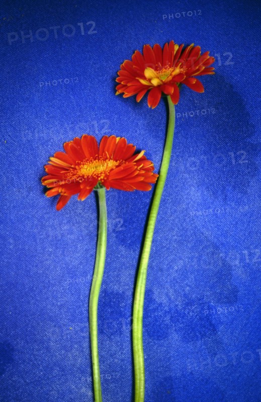 Gerbera (Gerbera  jamesonii)