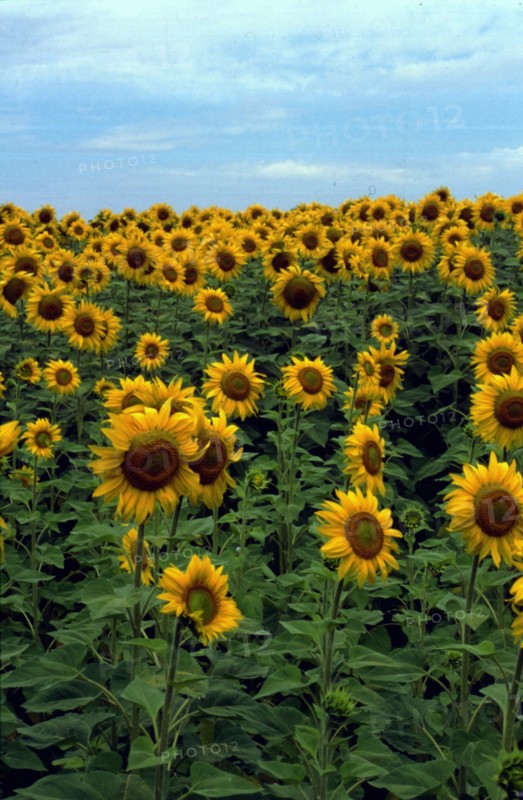 Tournesol