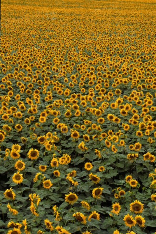 Champ de tournesols